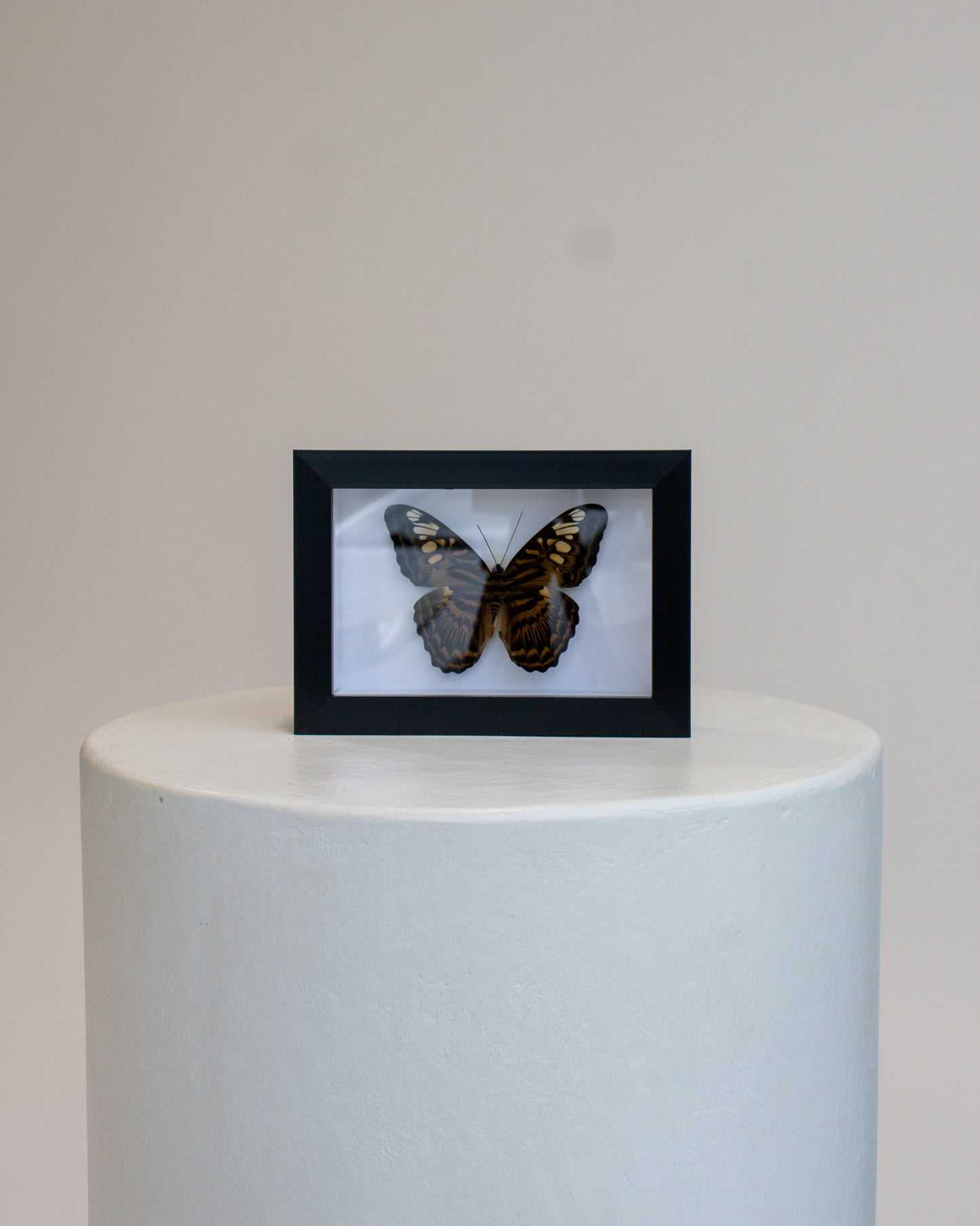 Preserved Butterfly no.2