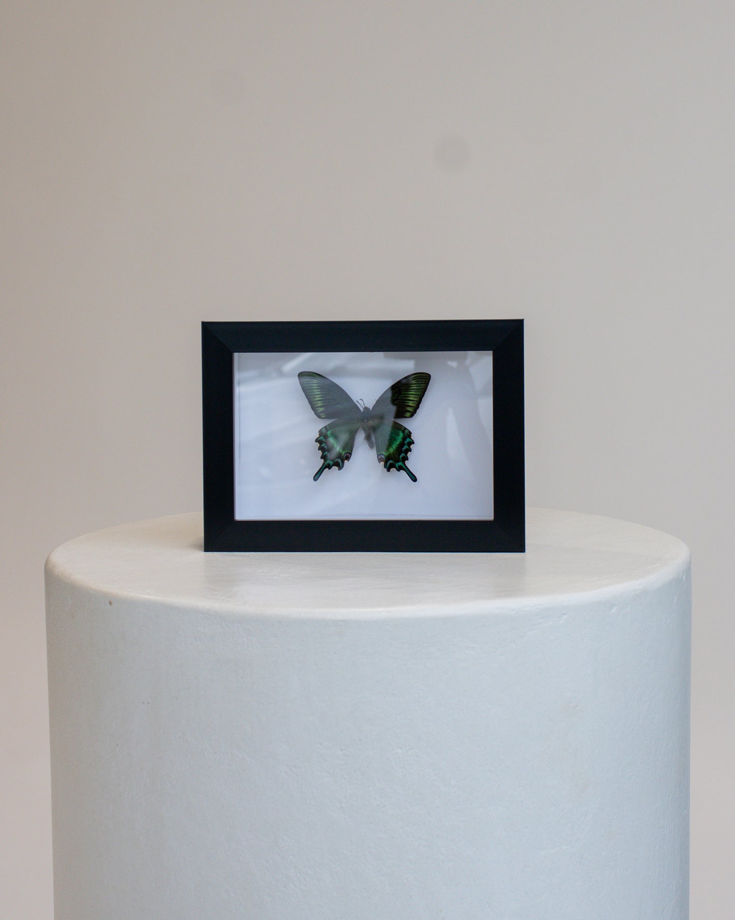 Preserved Butterfly no.4