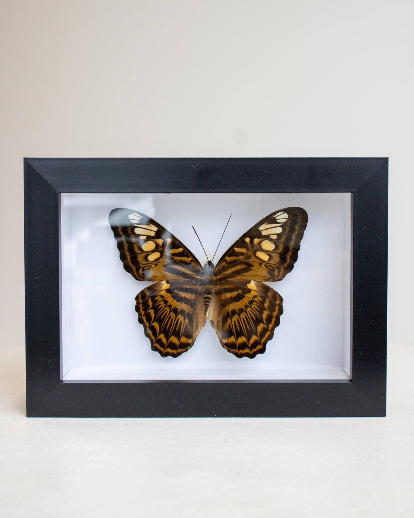 Preserved Butterfly no.2