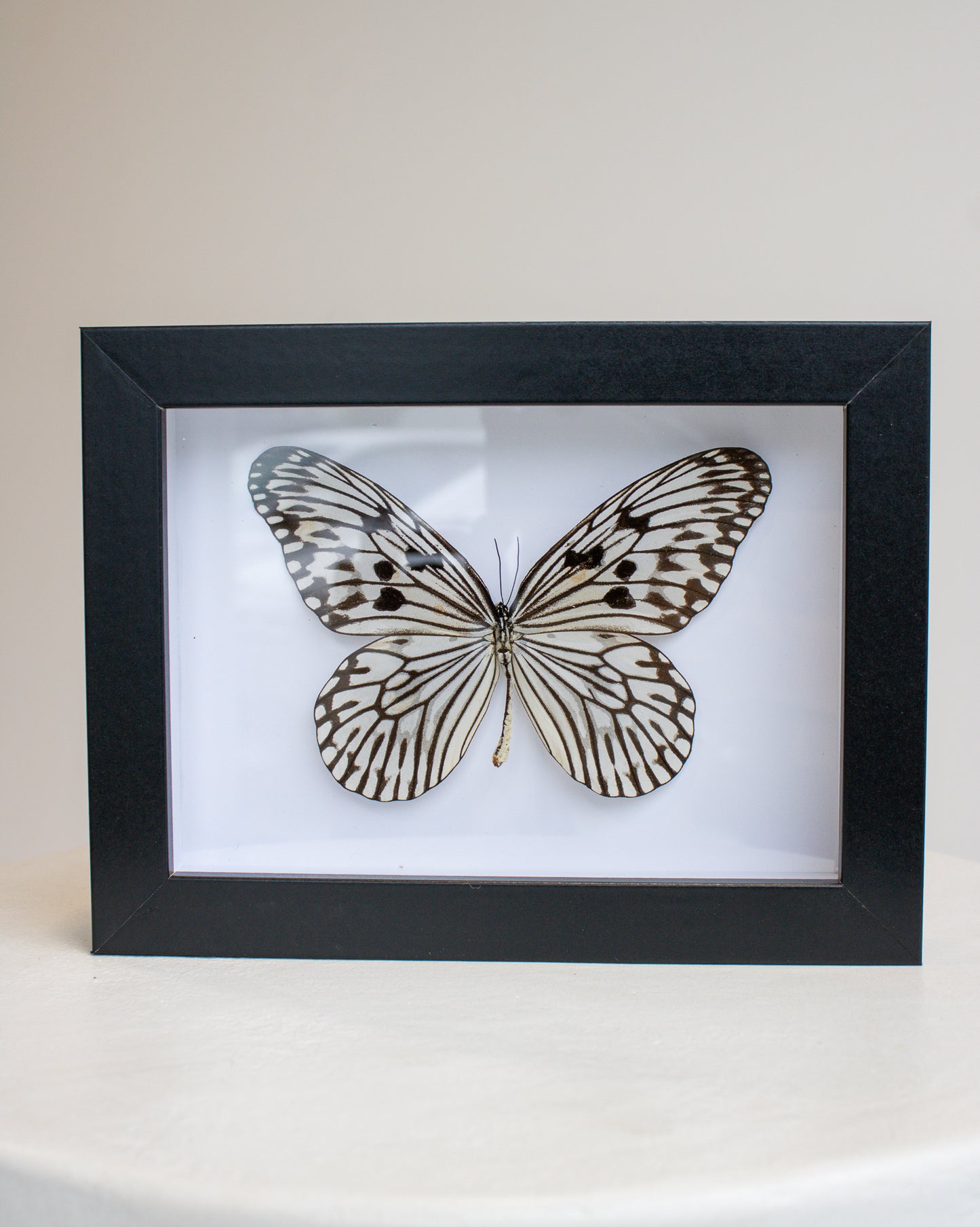 Preserved Butterfly no.3