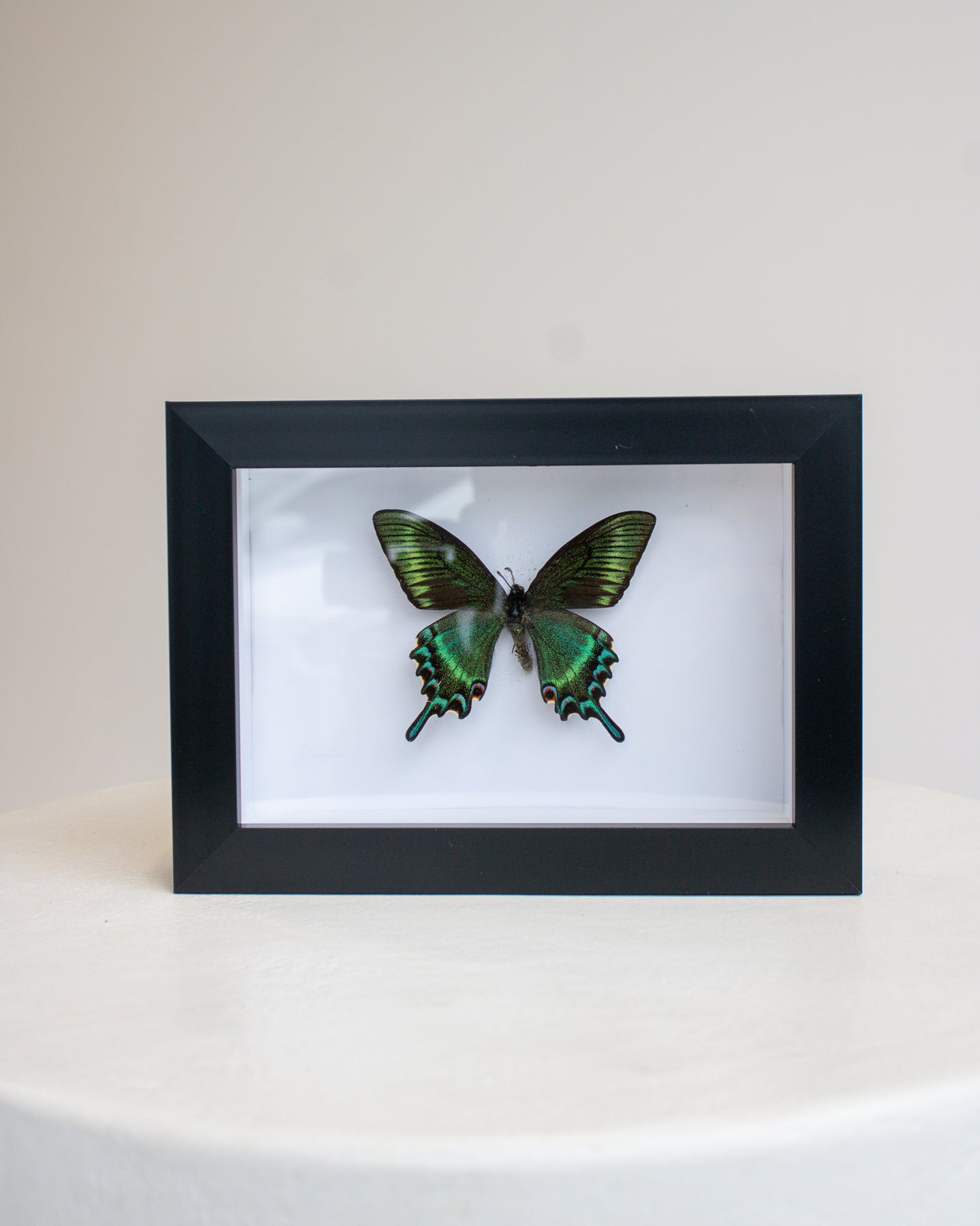 Preserved Butterfly no.4