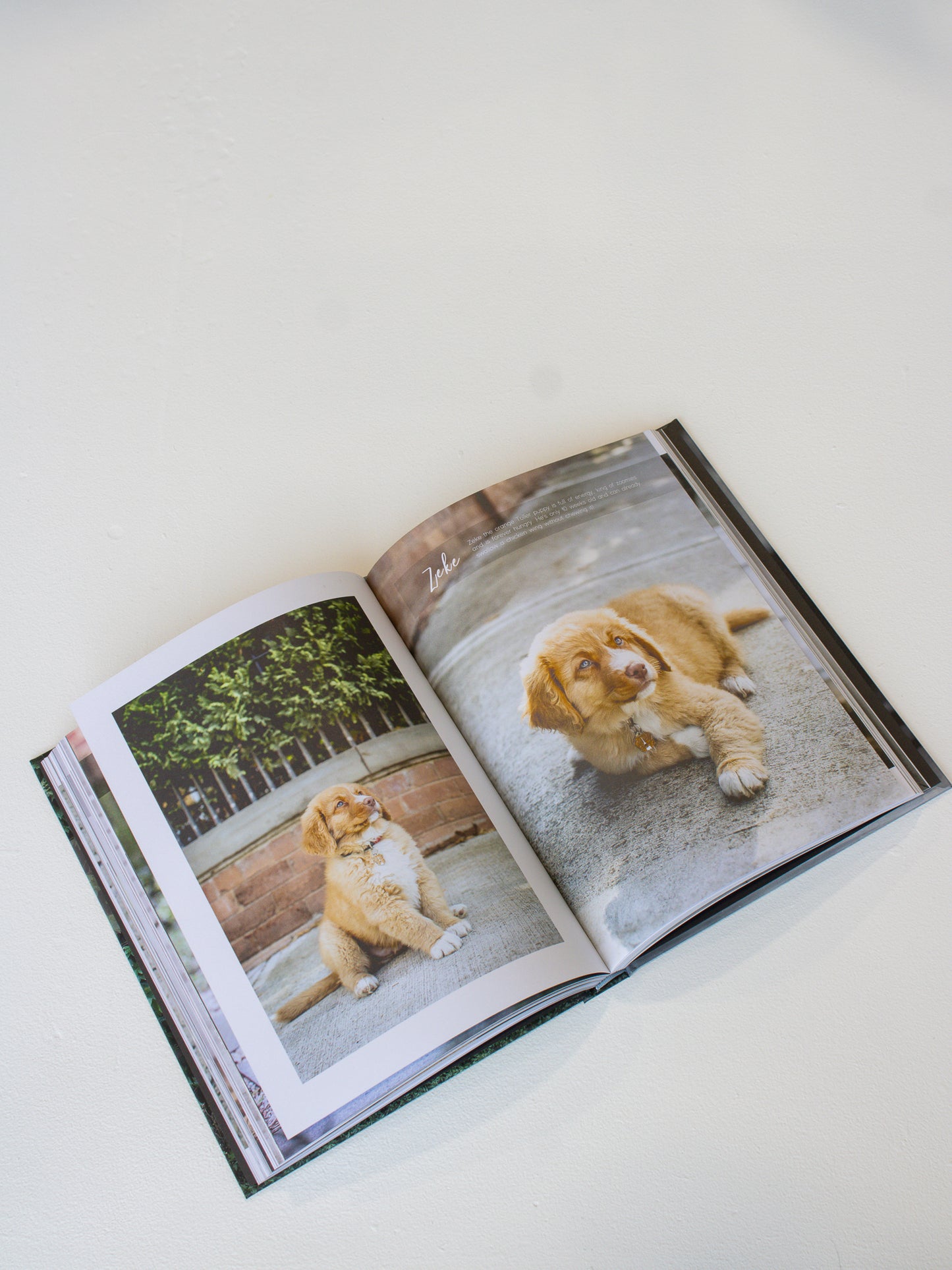 Coffee Table Book // Dogs On Doosteps