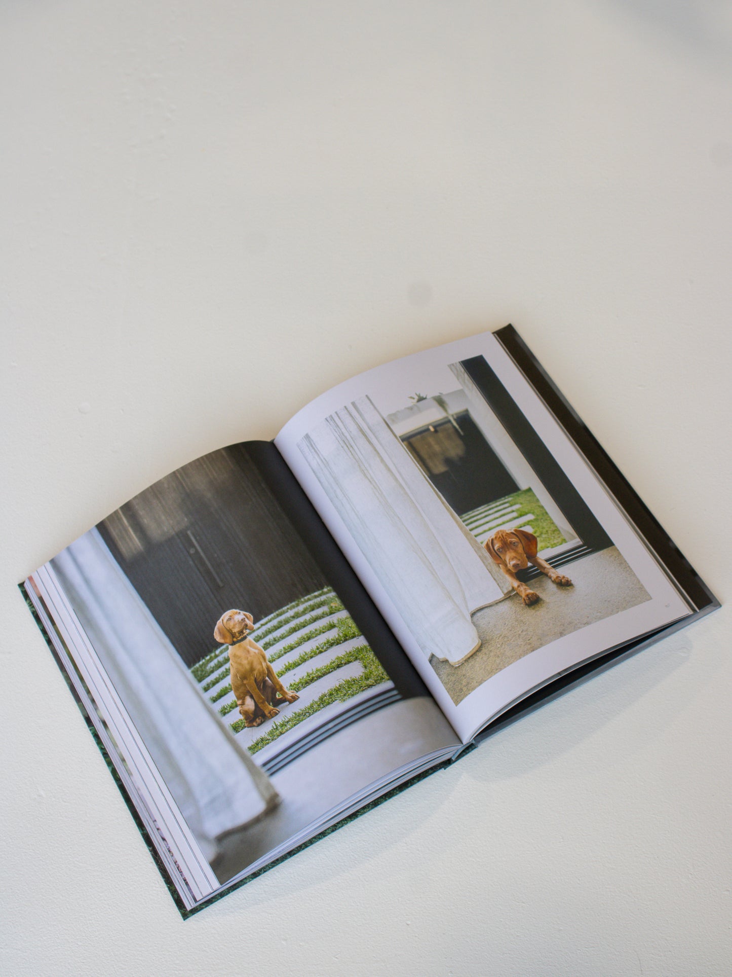 Coffee Table Book // Dogs On Doosteps