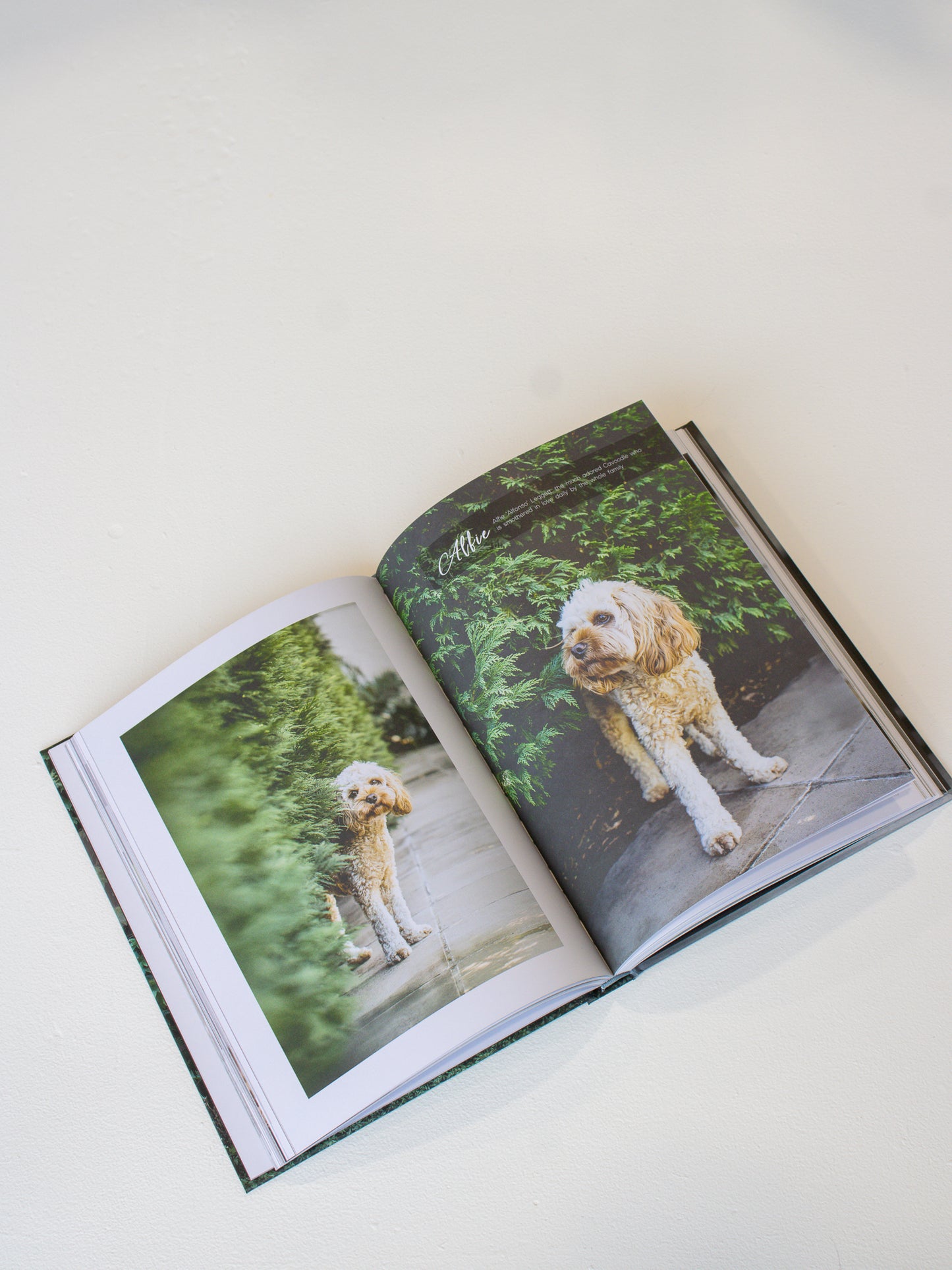 Coffee Table Book // Dogs On Doosteps