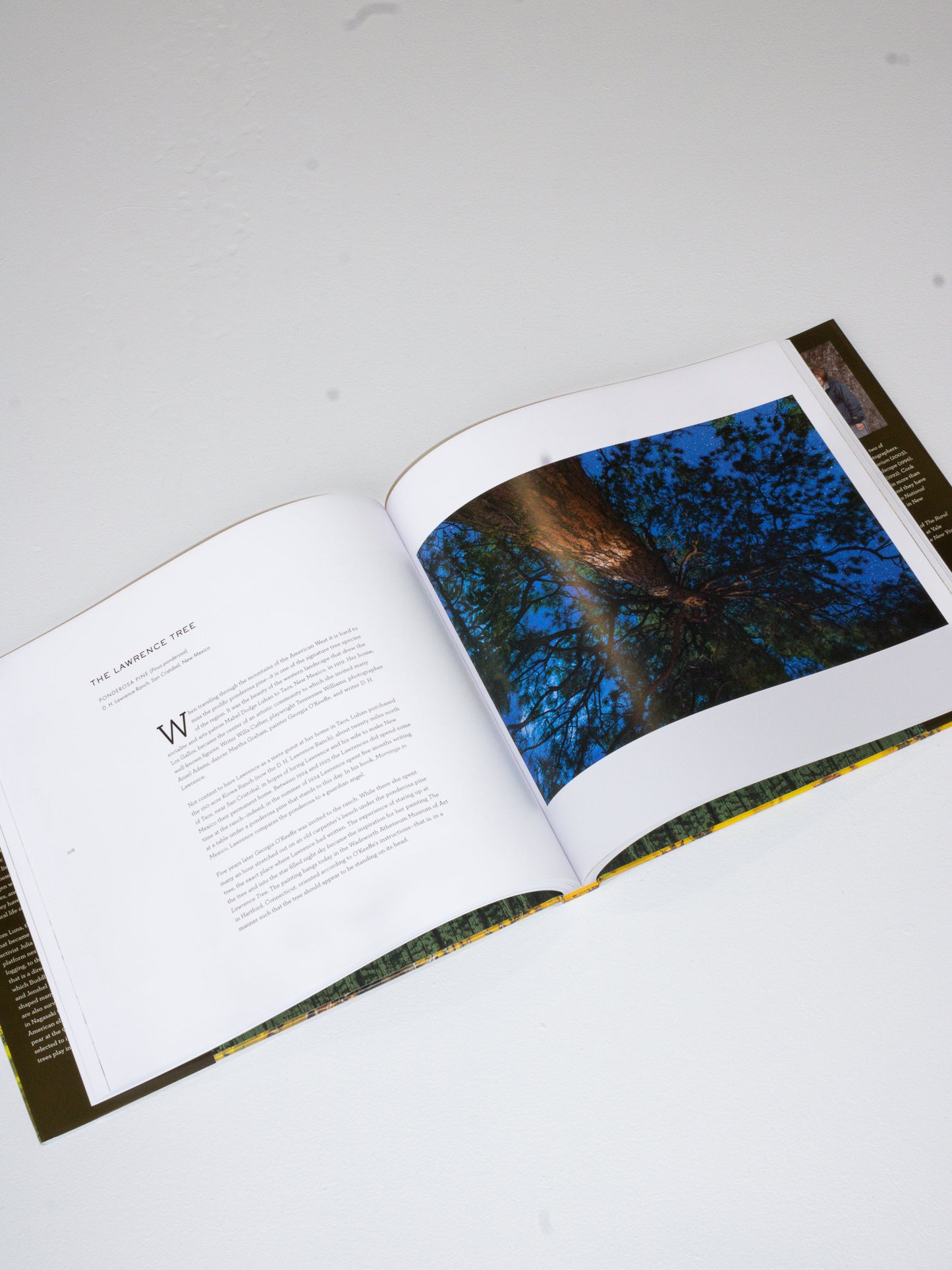 Coffee Table Book // Wise Trees
