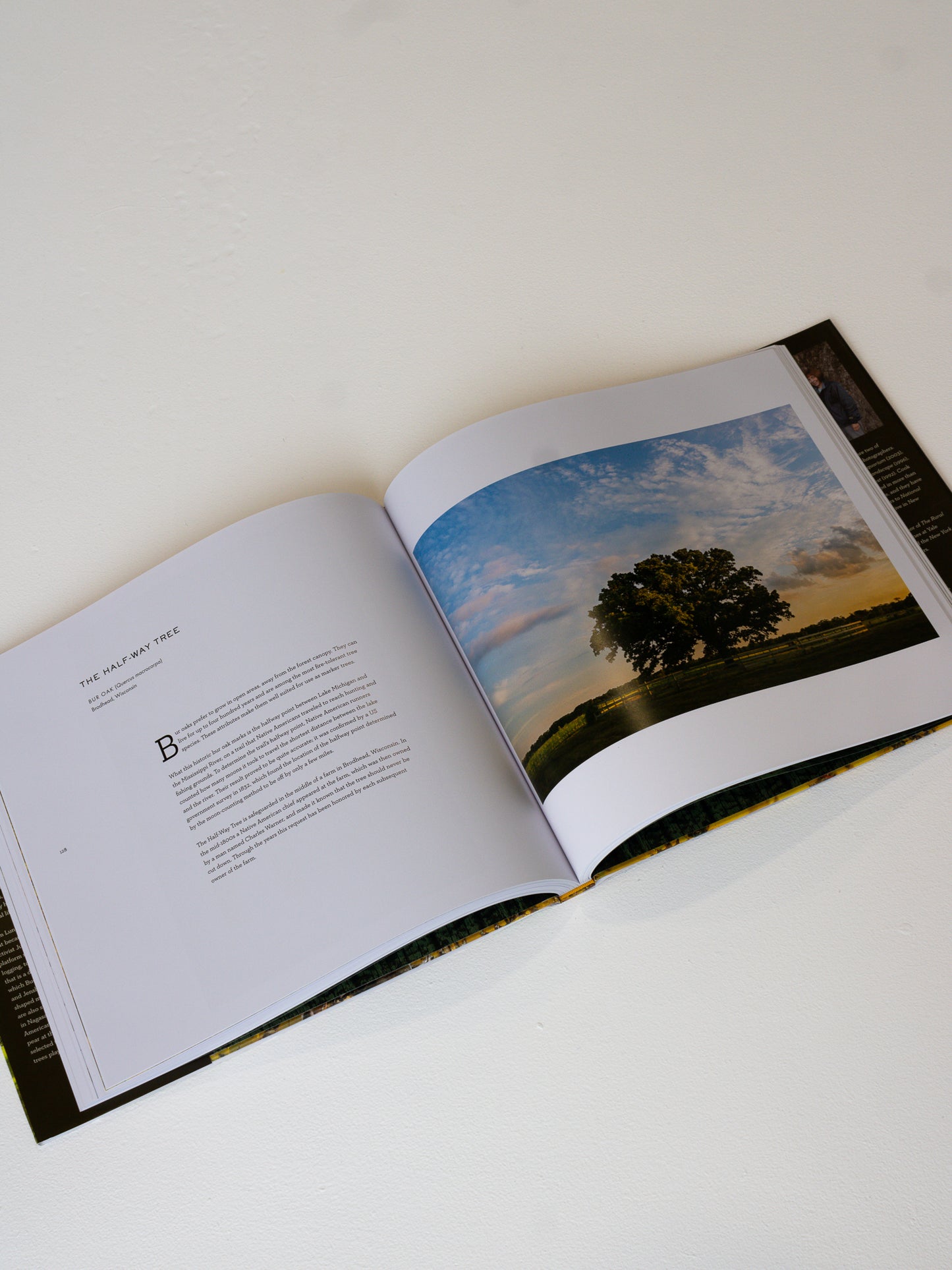 Coffee Table Book // Wise Trees