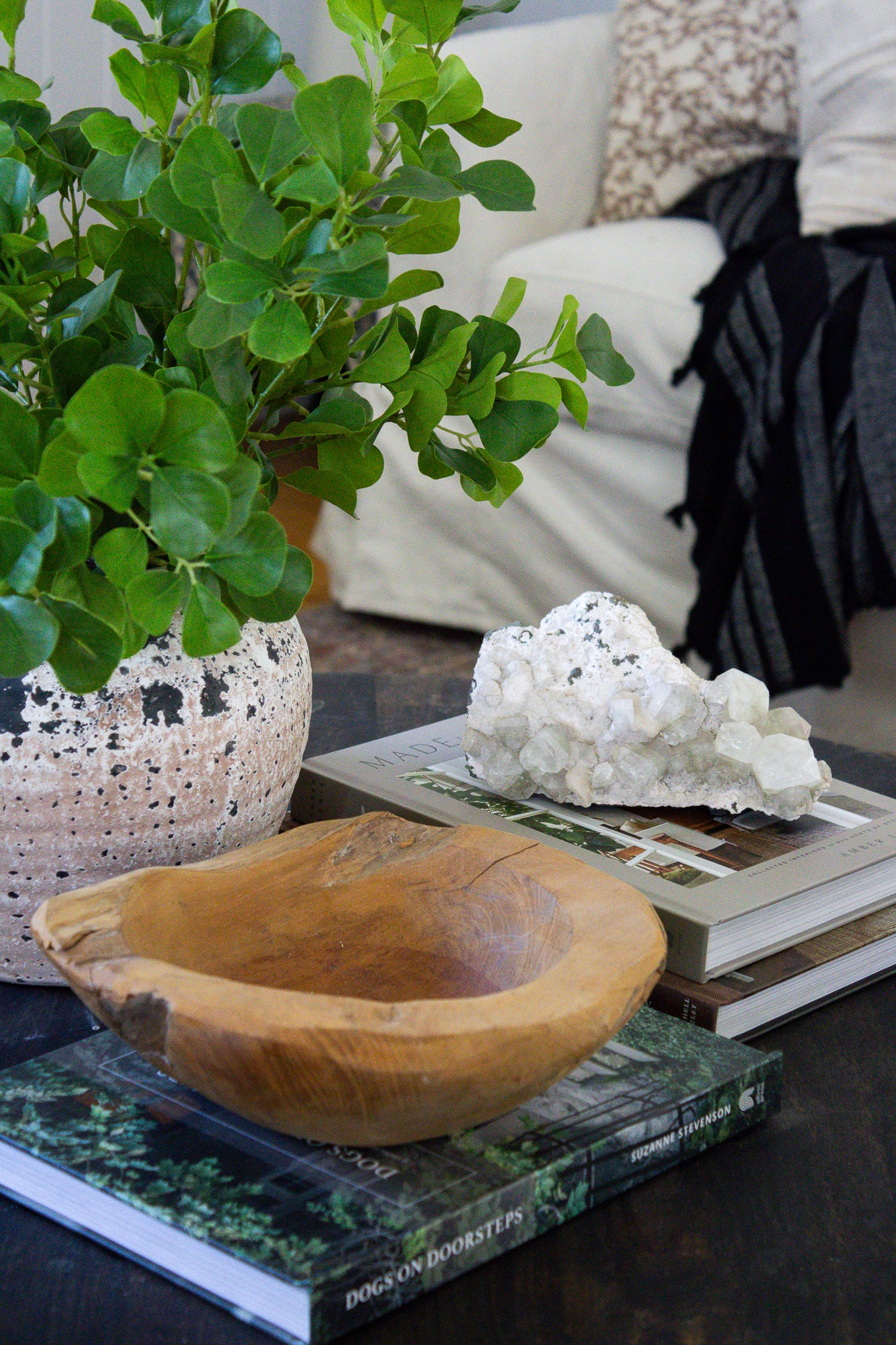 Ficus Bunch