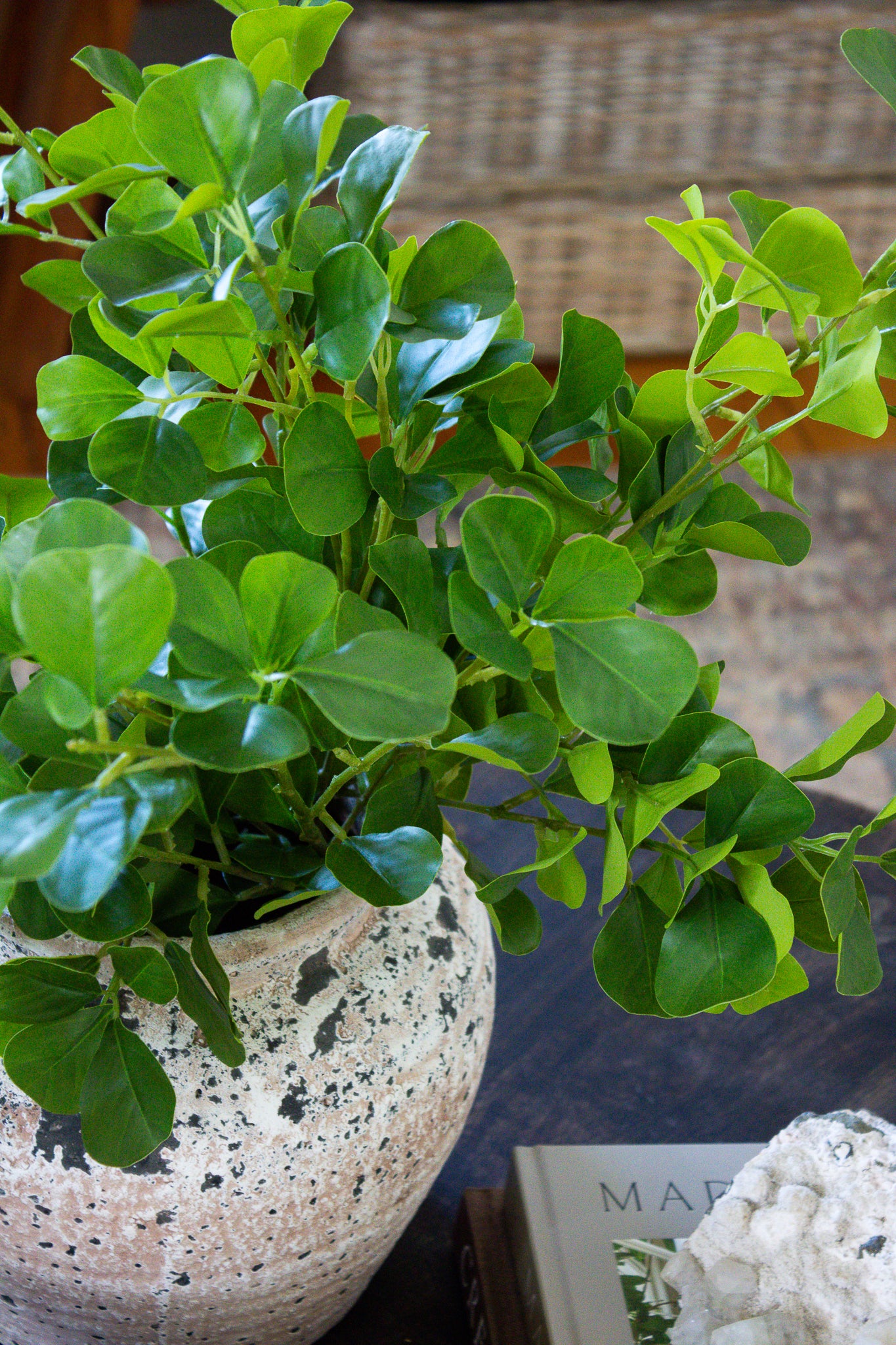 Ficus Bunch