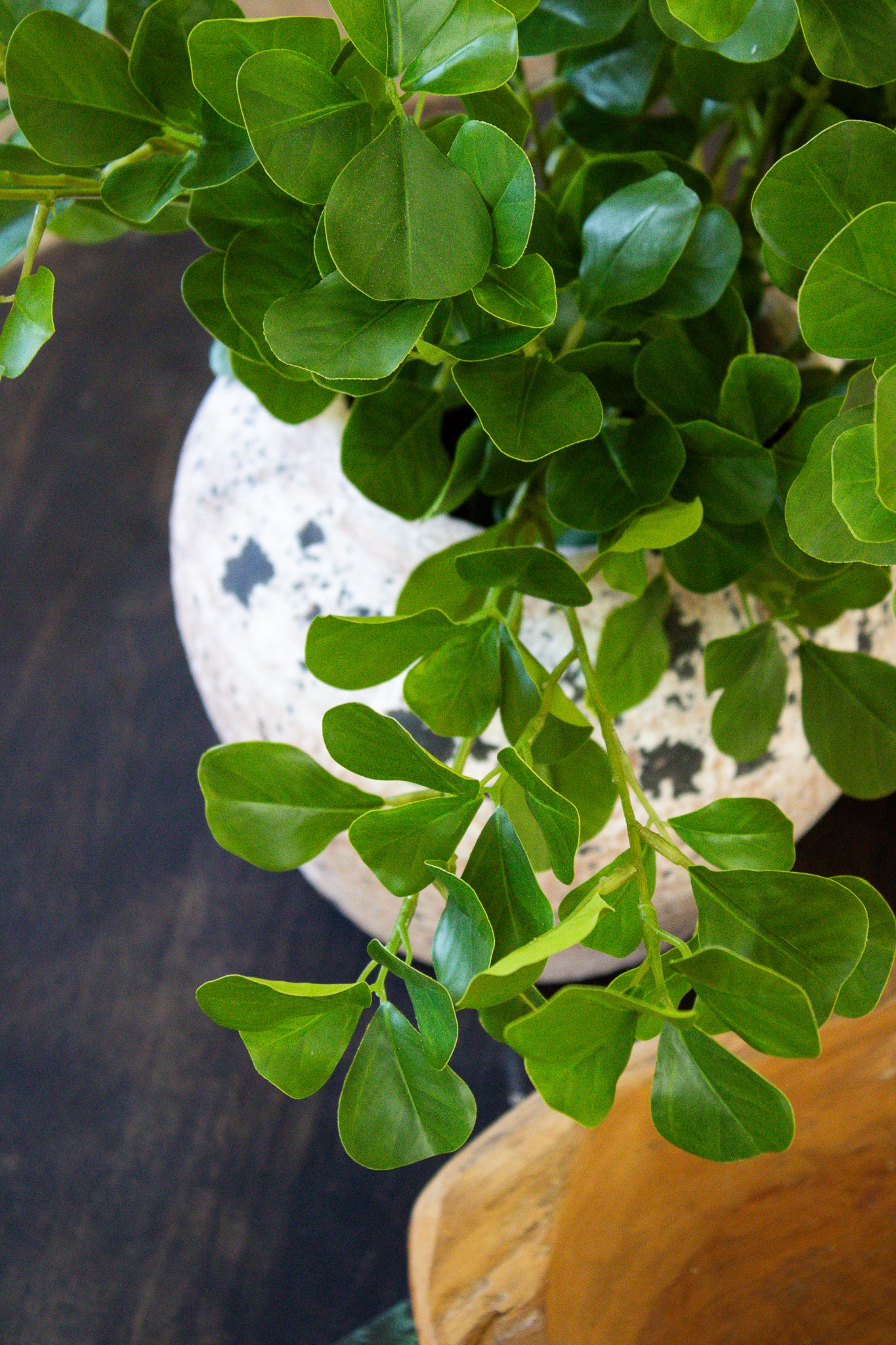 Ficus Bunch