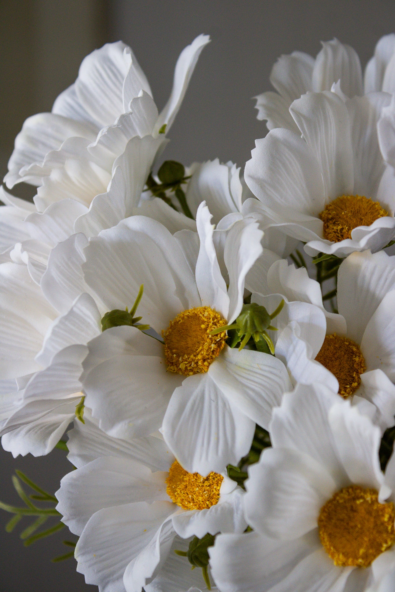 Cosmos Bunch