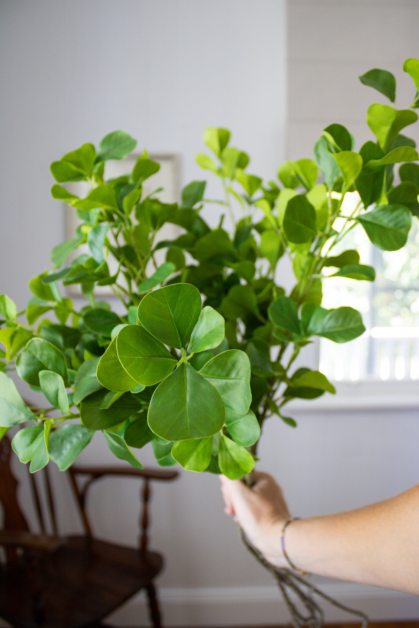 Ficus Bunch