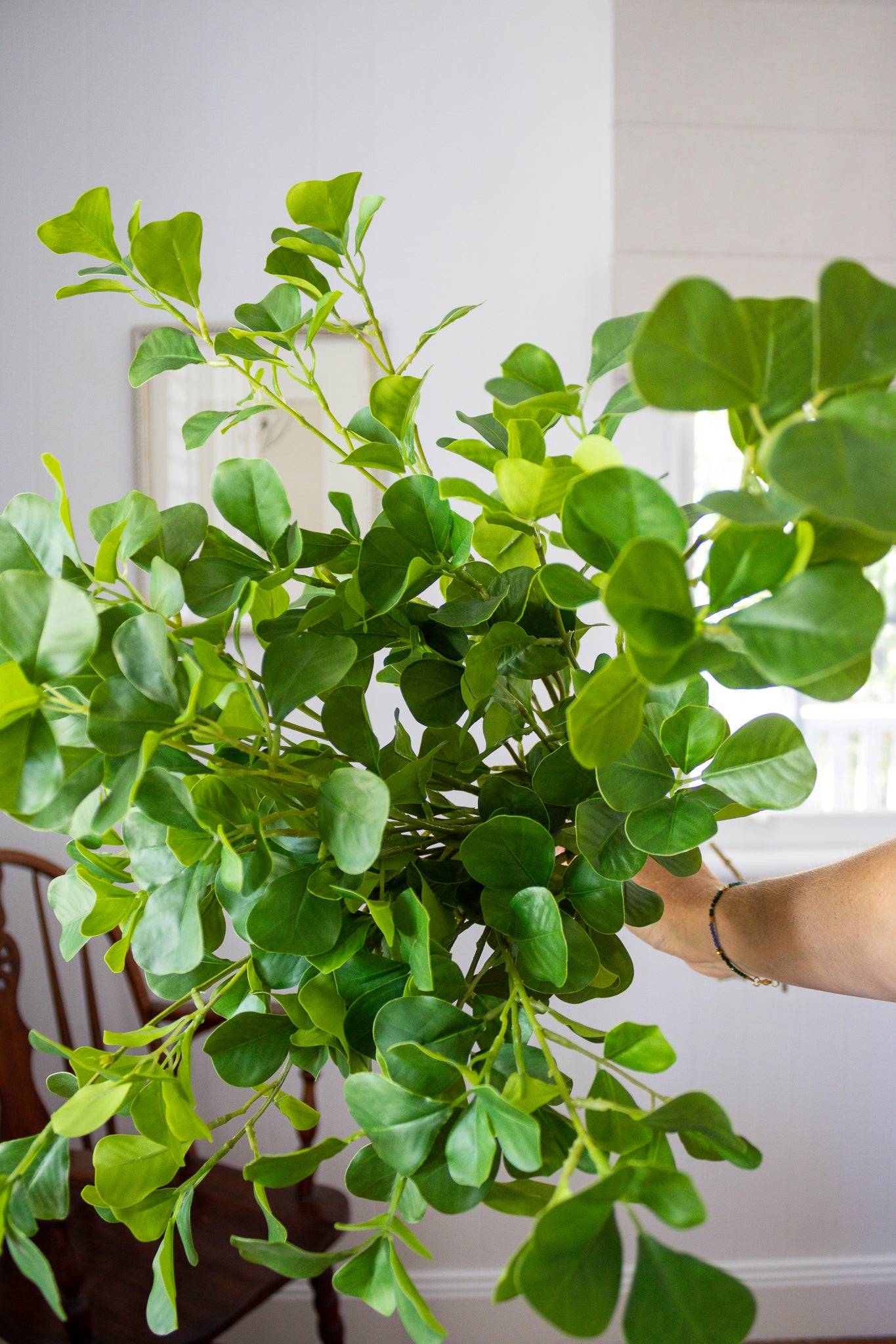 Ficus Bunch