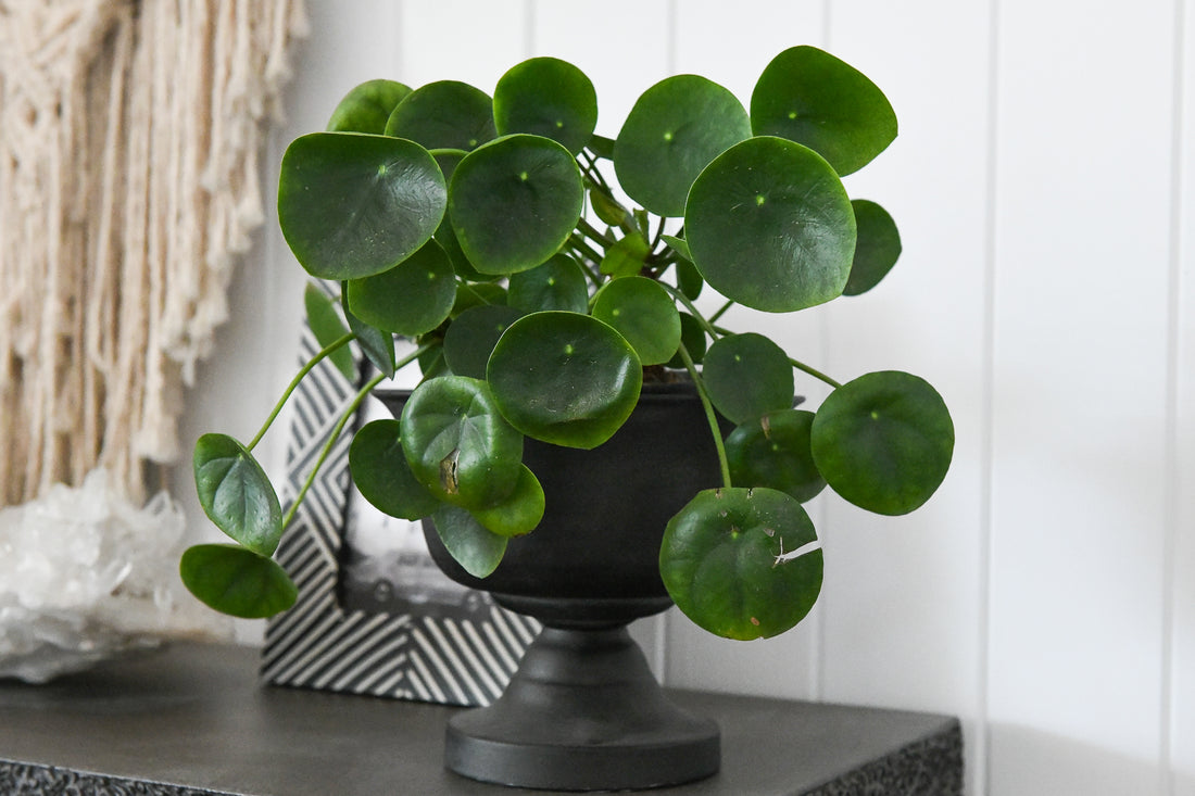 TOP 5 | indoor plants